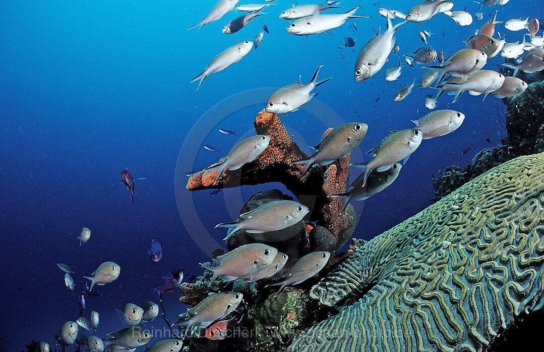 Brown Chromis