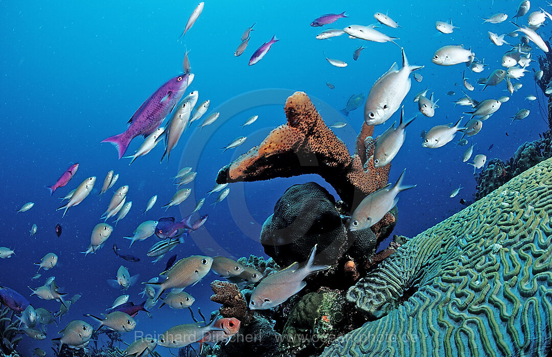 Brauner Chromis
