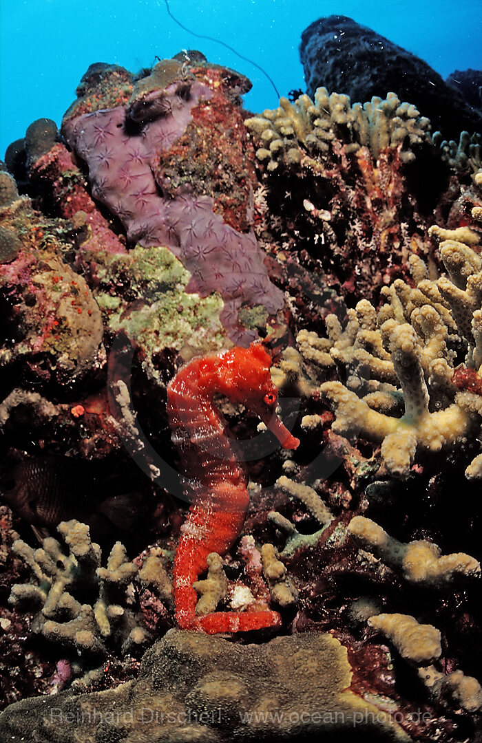 Gepunktetes Seepferdchen, Hippocampus reidi, Karibik, Karibisches Meer, Niederlaendische Antillen, Bonaire