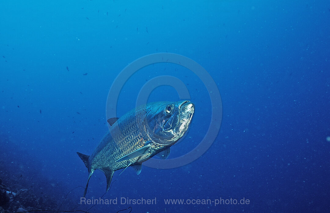 Tarpon