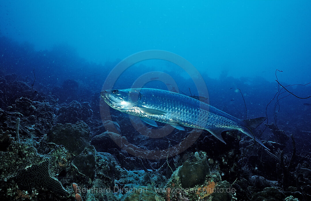 Tarpon