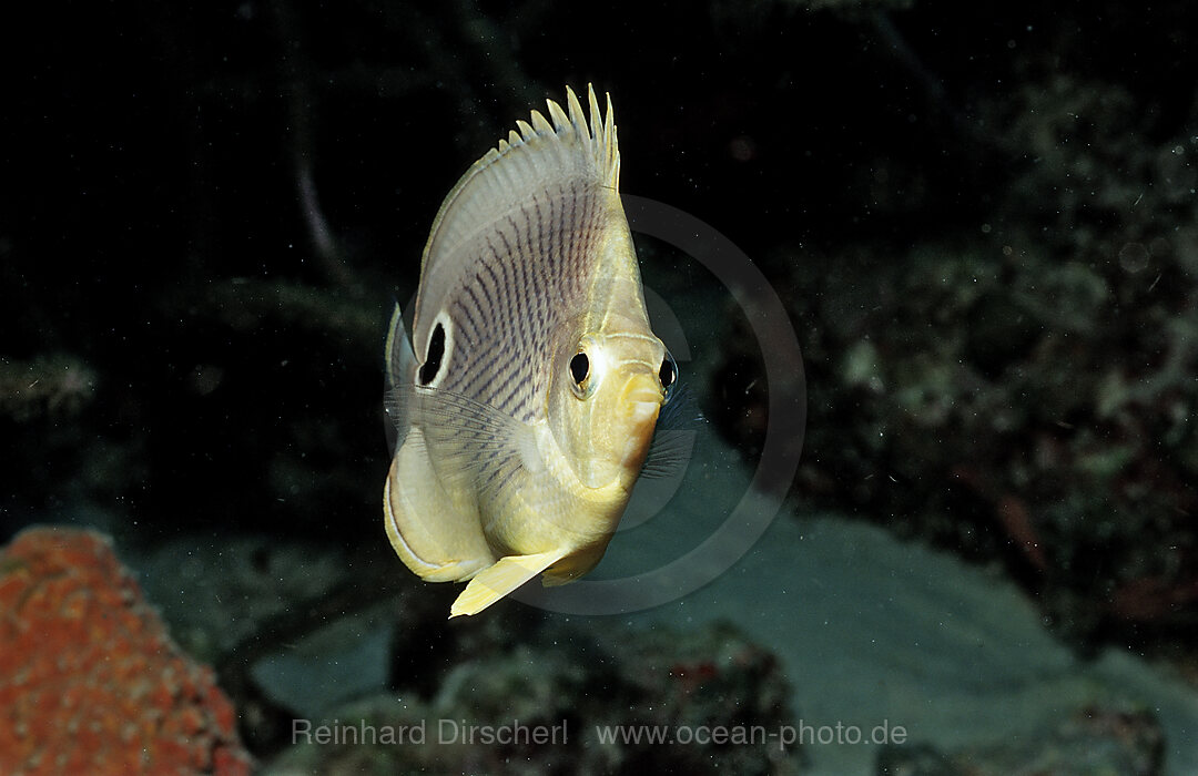 Foureye Butterflyfish