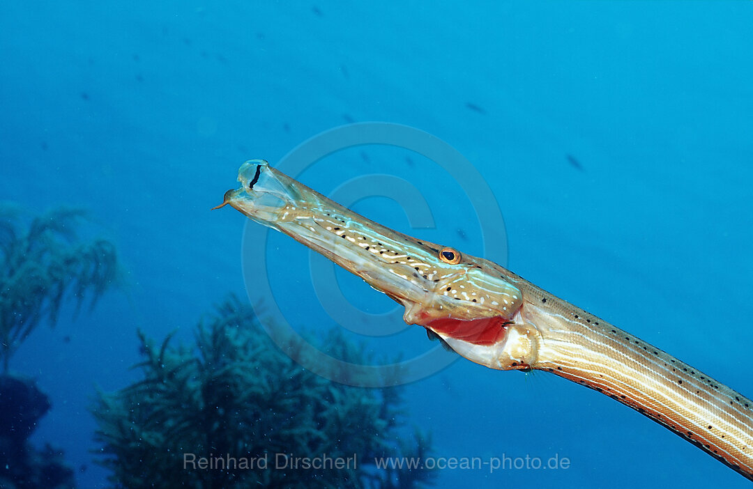 Trumpetfish