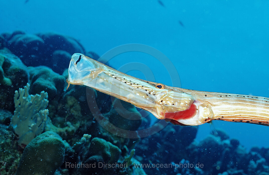 Atlantik-Trompetenfisch, Trompetenfisch, Aulostomus maculatus, Karibik, Karibisches Meer, Niederlaendische Antillen, Bonaire