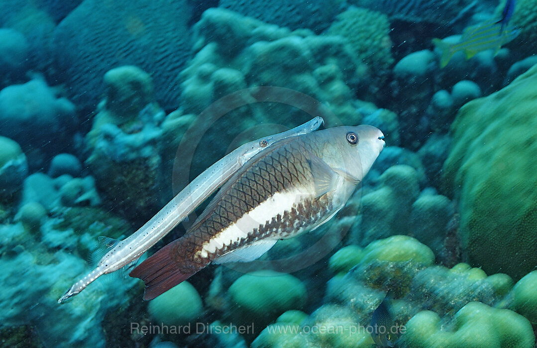 Atlantik-Trompetenfisch, Koenigin-Papageifisch, Aulostomus maculatus, Scarus vetula, Karibik, Karibisches Meer, Niederlaendische Antillen, Bonaire