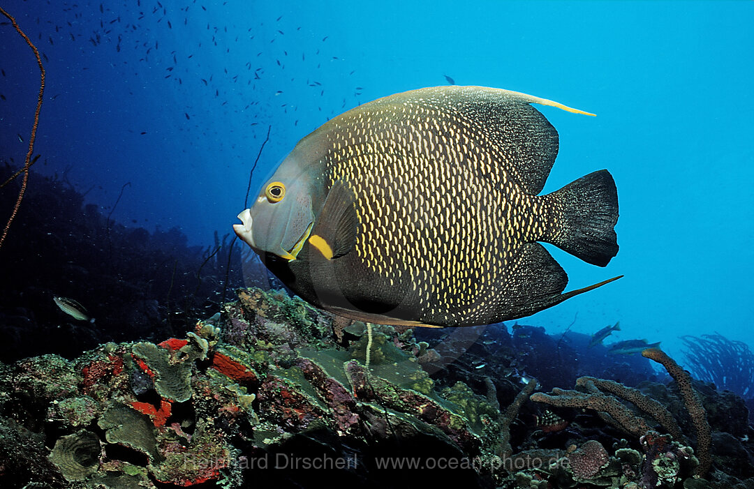 Franzosen-Kaiserfisch