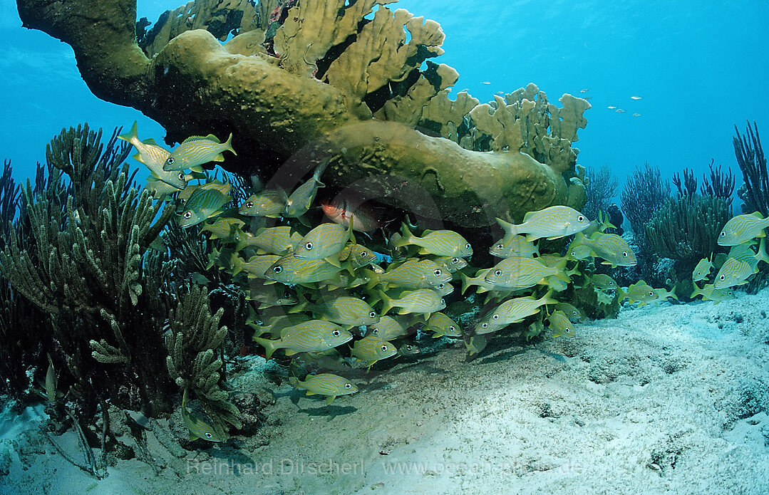 Franzosen- Grunzer, Haemulon flavolinatum, Karibik, Karibisches Meer, Niederlaendische Antillen, Bonaire