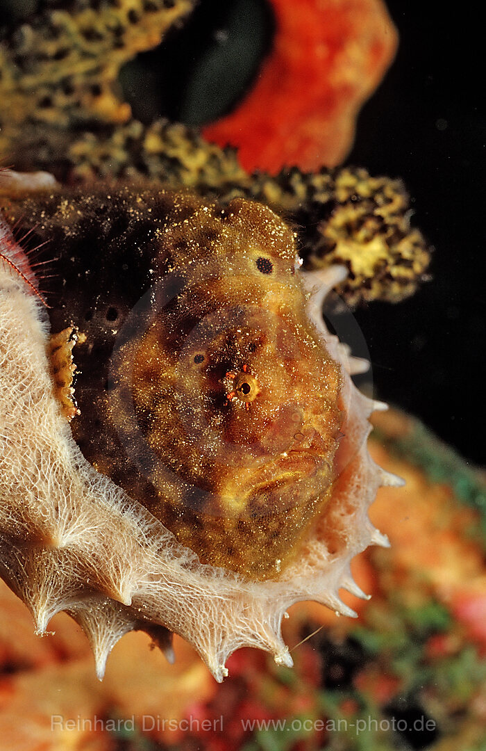 Longlure Frogfish