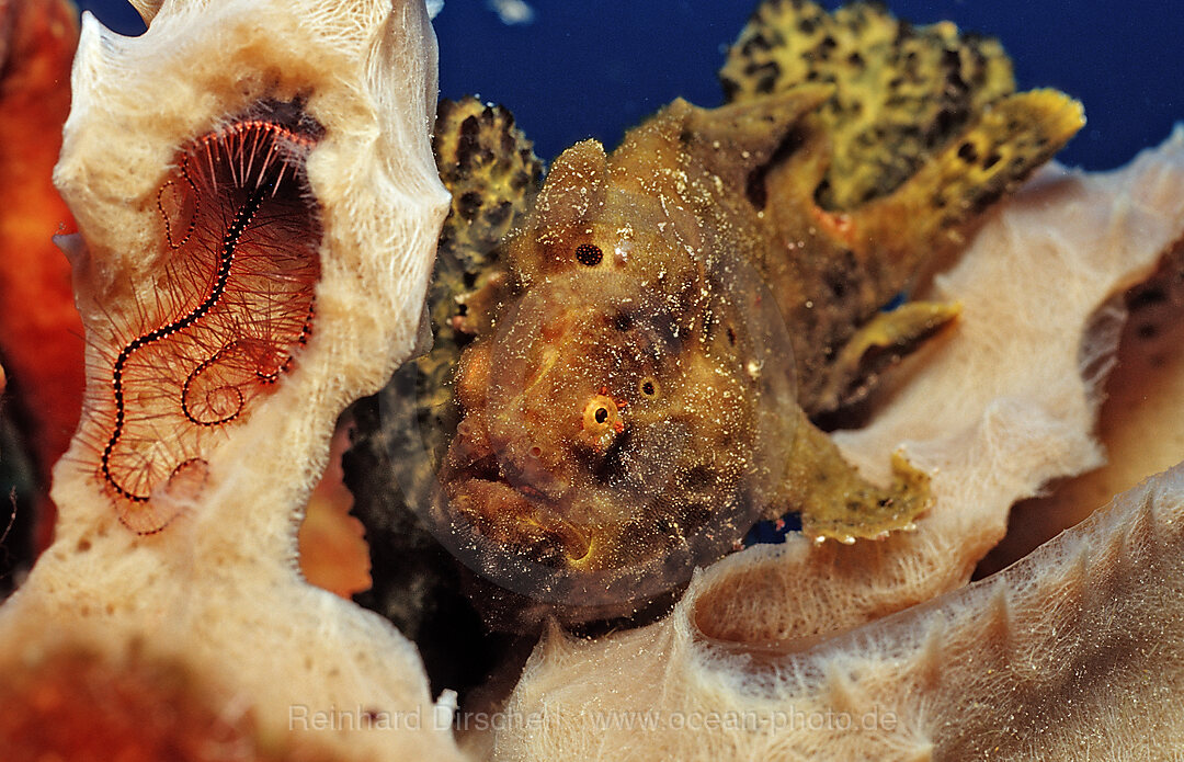 Longlure Frogfish