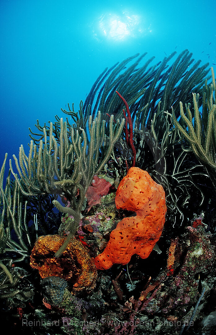 Buntes Korallenriff, Karibik, Karibisches Meer, Guadeloupe, Kleine Antillen