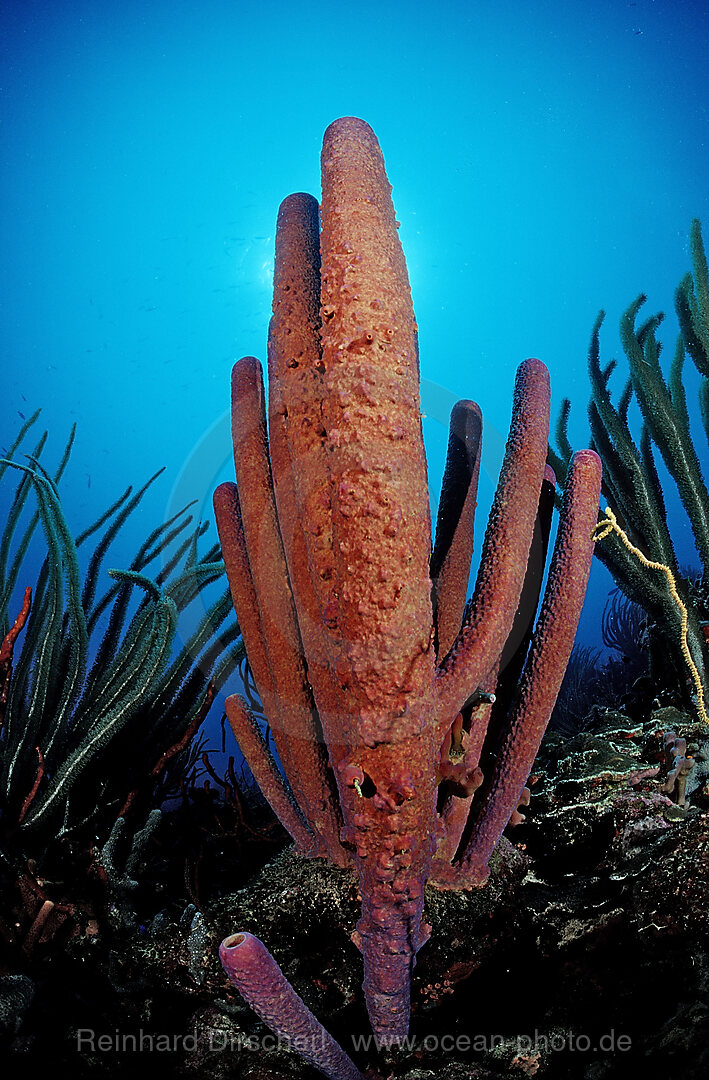 Roter Roehrenschwamm, Aplysina archeri, Karibik, Karibisches Meer, Niederlaendische Antillen, Bonaire