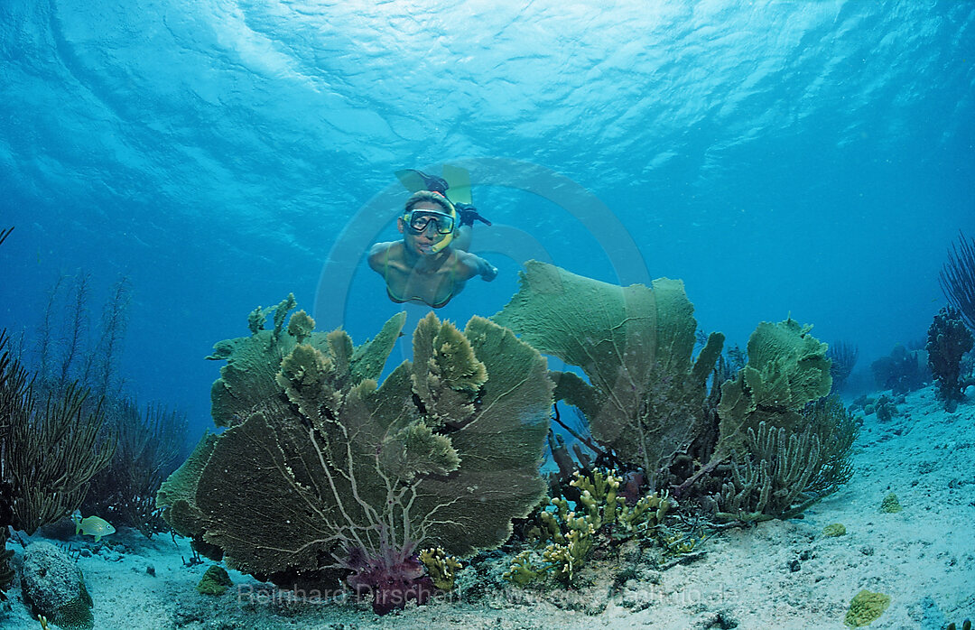 Snorkeler surveys coral reef