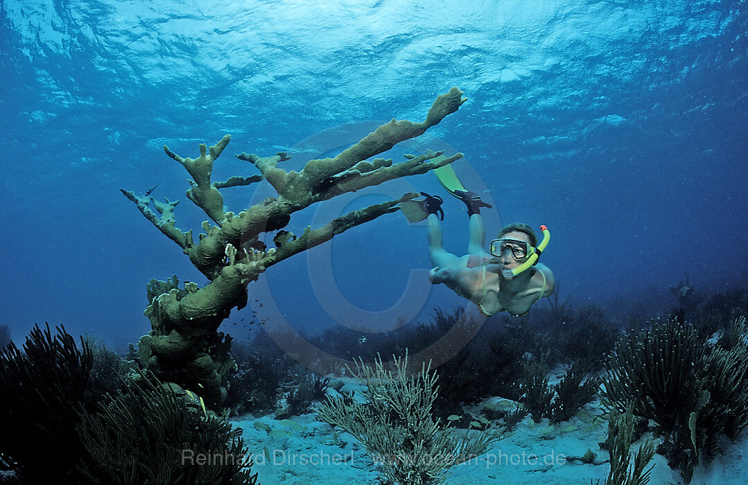 Snorkeler surveys coral reef