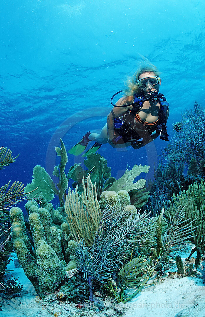 Taucher und Korallenriff, Karibik, Karibisches Meer, Niederlaendische Antillen, Bonaire