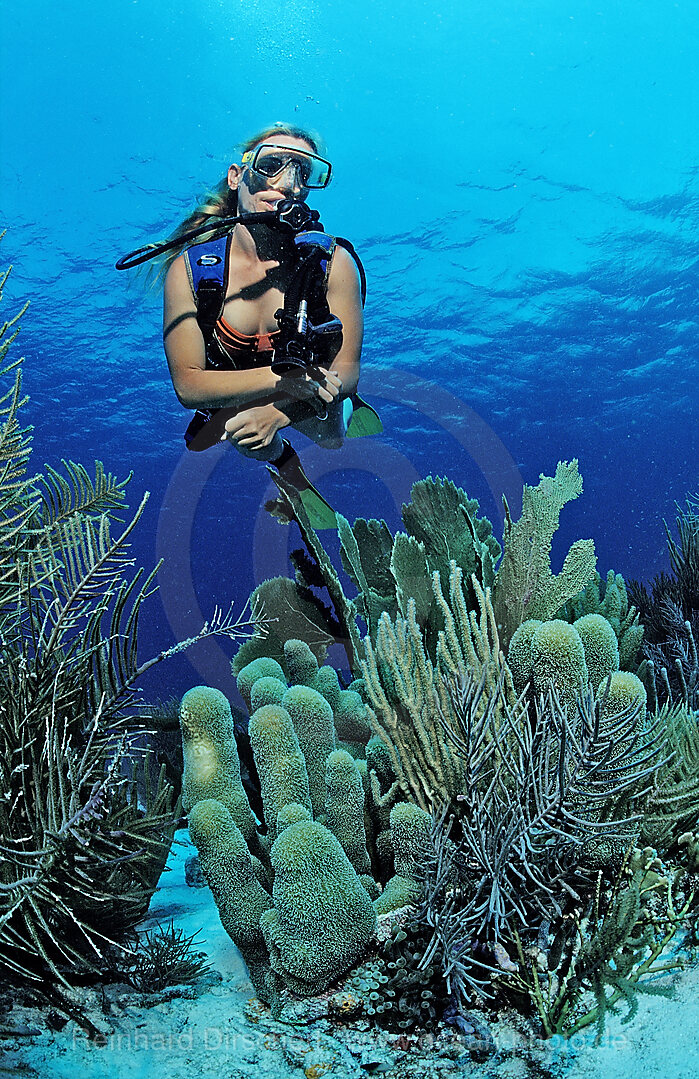 Scuba diver and coral reef