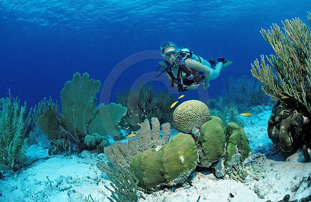 Taucher und Korallenriff, Karibik, Karibisches Meer, Niederlaendische Antillen, Bonaire