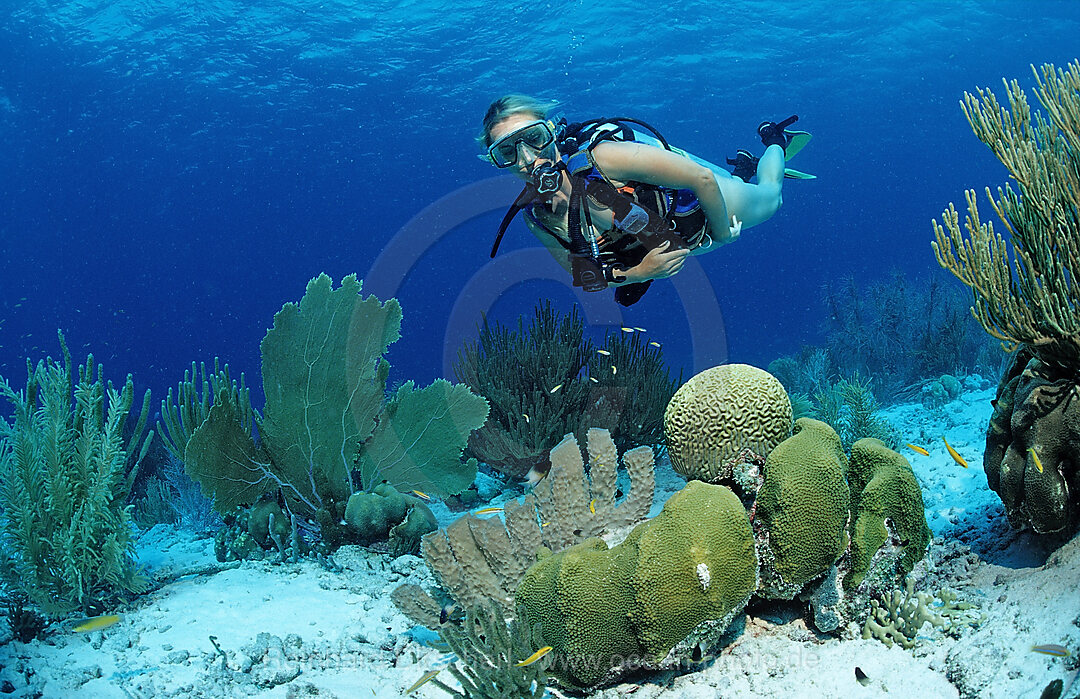 Taucher und Korallenriff, Karibik, Karibisches Meer, Niederlaendische Antillen, Bonaire