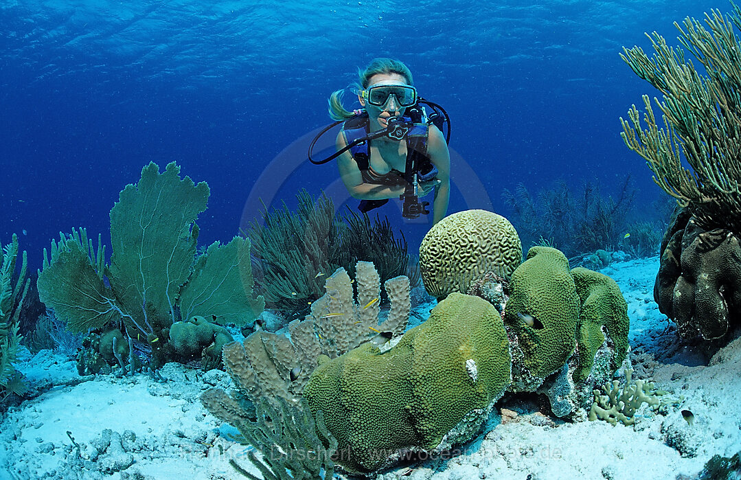 Scuba diver and coral reef