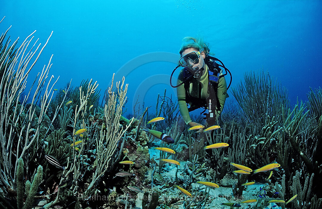 Scuba diver and Bluehead Wrasses