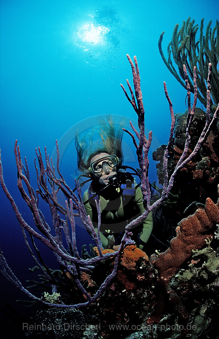 Scuba diver and coral reef