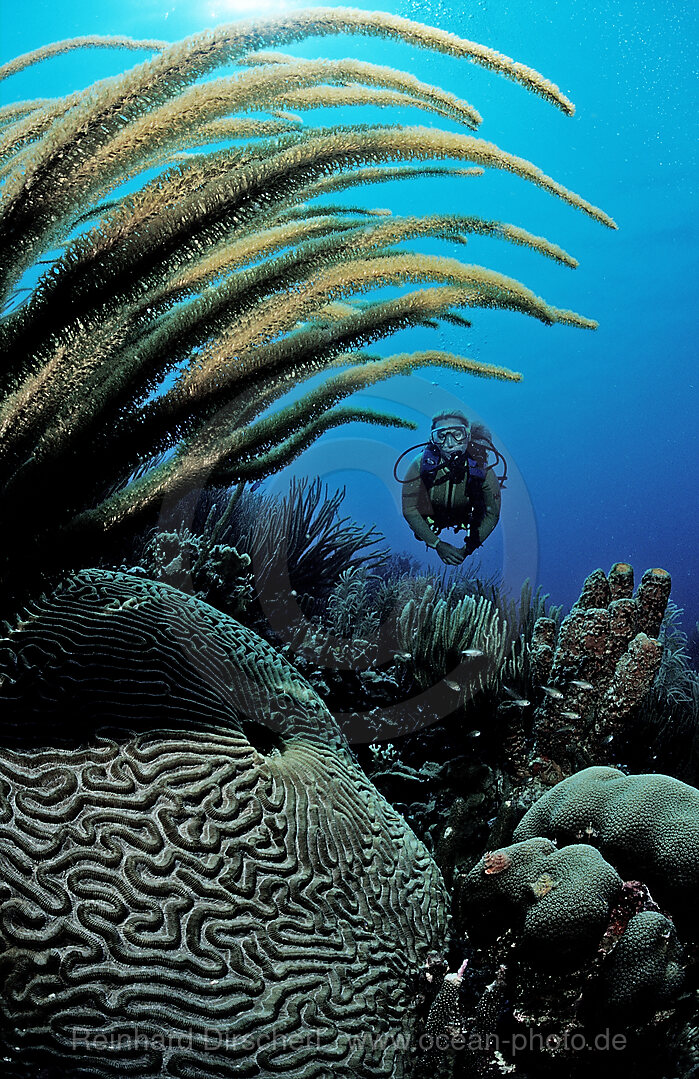 Taucher und Korallenriff, Karibik, Karibisches Meer, Niederlaendische Antillen, Bonaire