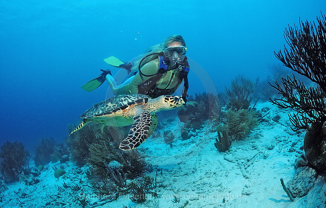 Taucher und Echte Karettschildkroete, Eretmochelys imbricata, Karibik, Karibisches Meer, Niederlaendische Antillen, Bonaire