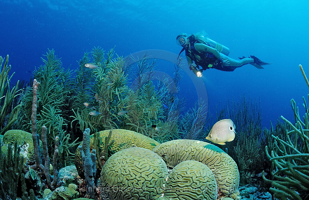 Taucher und Vieraugen-Falterfisch, Chaetodon capistratus, Karibik, Karibisches Meer, Niederlaendische Antillen, Bonaire