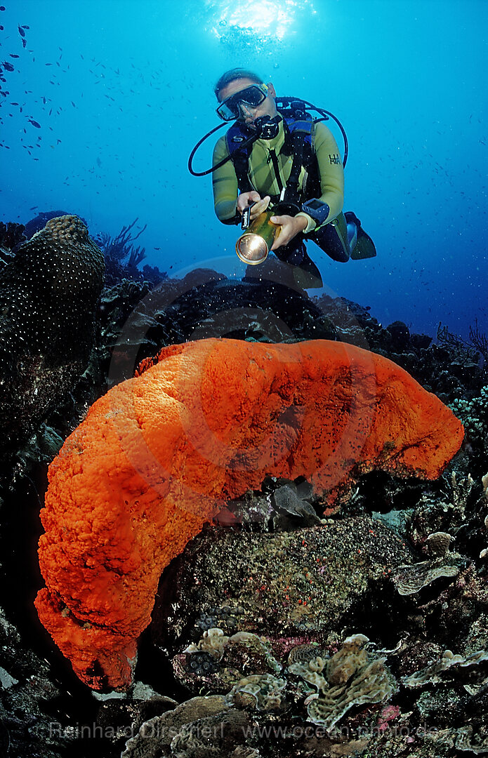 Taucher und Elefantenohrschwamm, Agelas clathrodes, Karibik, Karibisches Meer, Niederlaendische Antillen, Bonaire