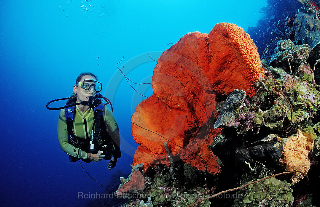 Taucher und Elefantenohrschwamm, Agelas clathrodes, Karibik, Karibisches Meer, Martinique, Kleine Antillen