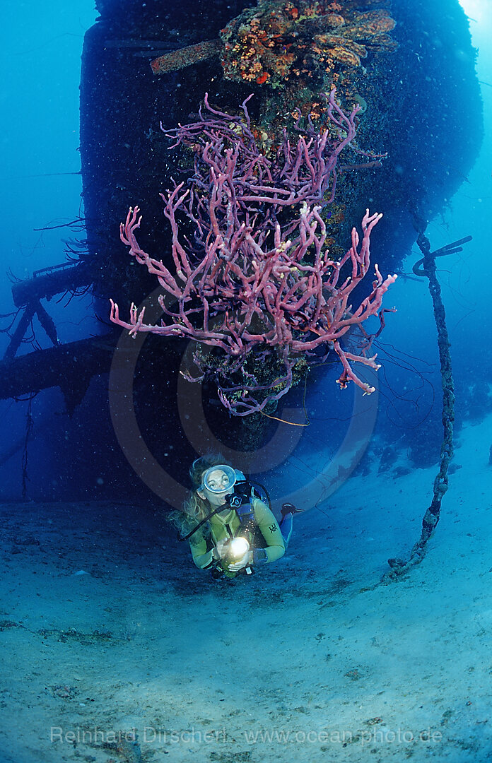 Taucher am Hilma Hooker Schiffswrack, Karibik, Karibisches Meer, Niederlaendische Antillen, Bonaire