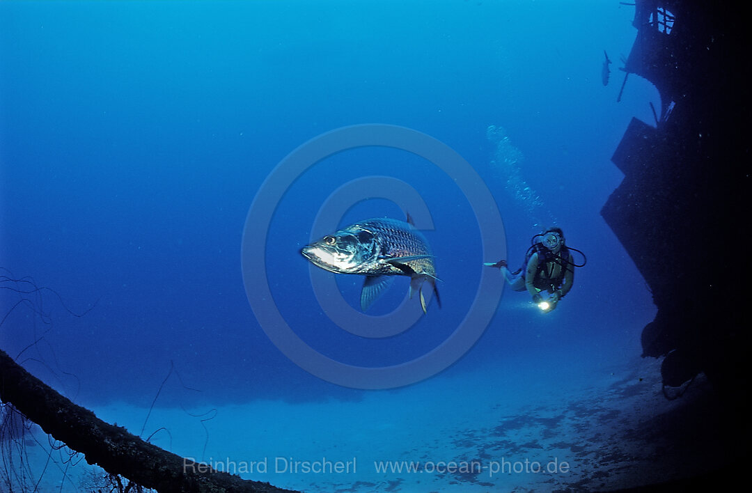 Taucher und Tarpun am Hilma Hooker Schiffswrack