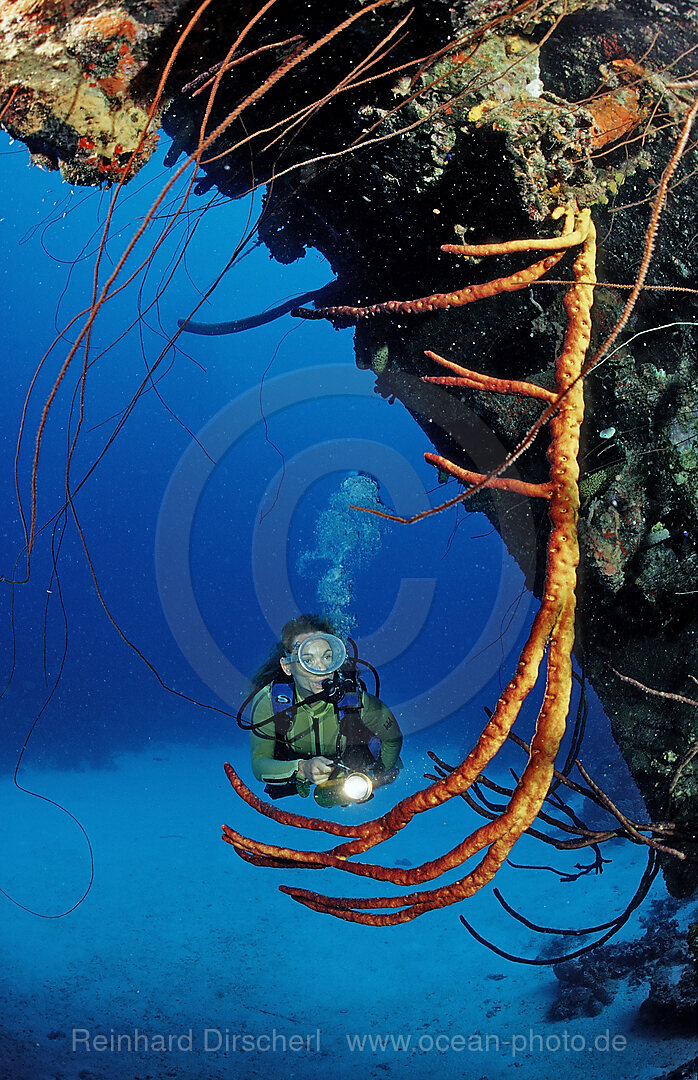 Taucher am Hilma Hooker Schiffswrack, Karibik, Karibisches Meer, Niederlaendische Antillen, Bonaire