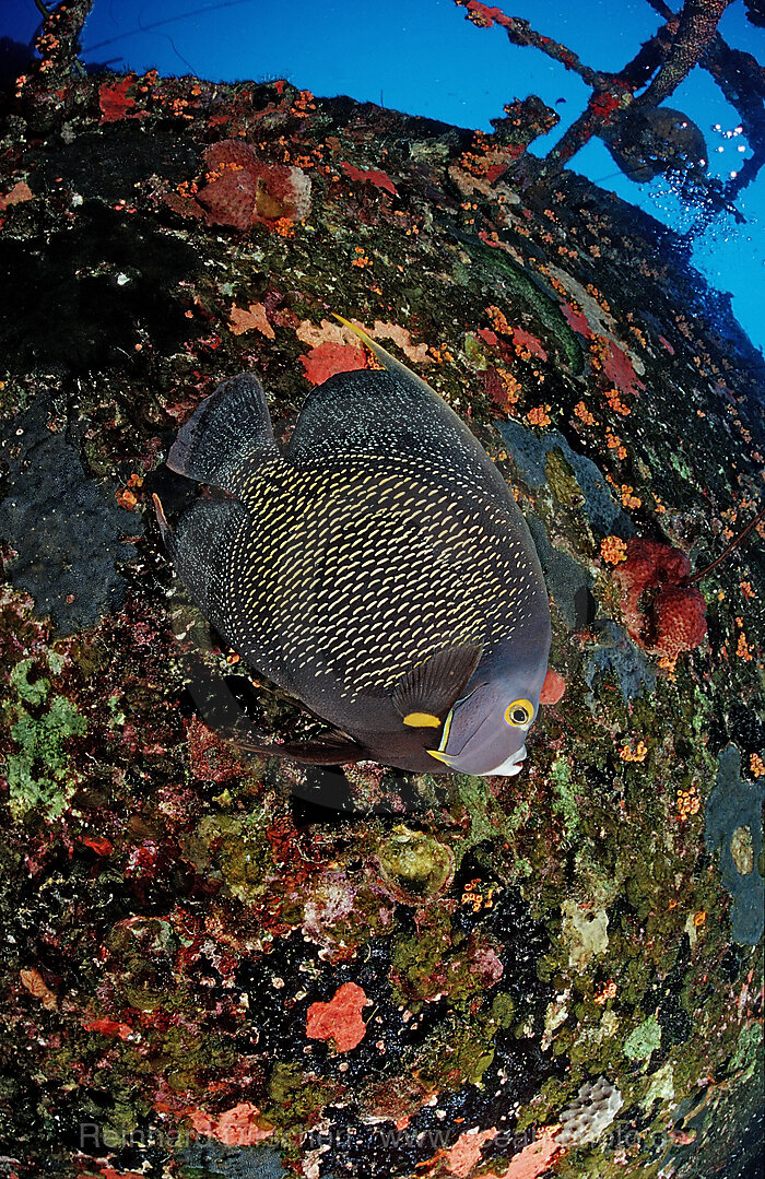 Franzosen-Kaiserfisch am Hilma Hooker Schiffswrack, Pomacanthus paru, Karibik, Karibisches Meer, Niederlaendische Antillen, Bonaire