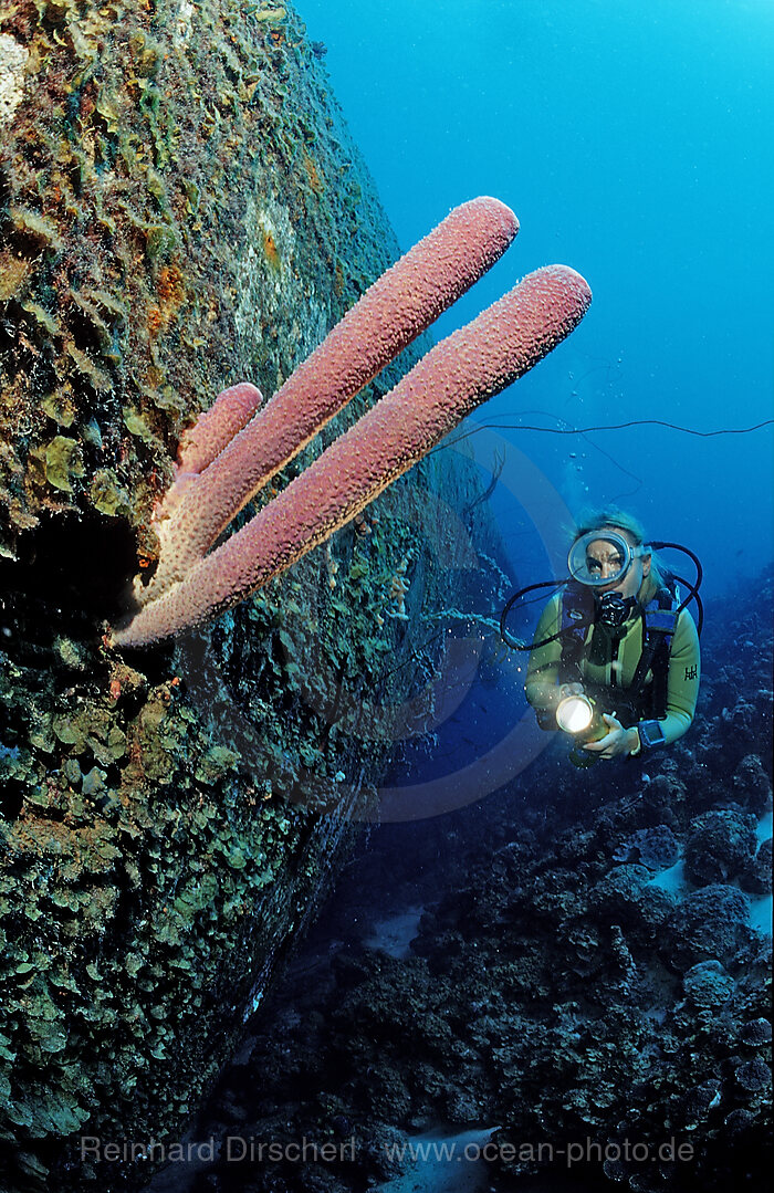 Taucher am Hilma Hooker Schiffswrack, Karibik, Karibisches Meer, Niederlaendische Antillen, Bonaire