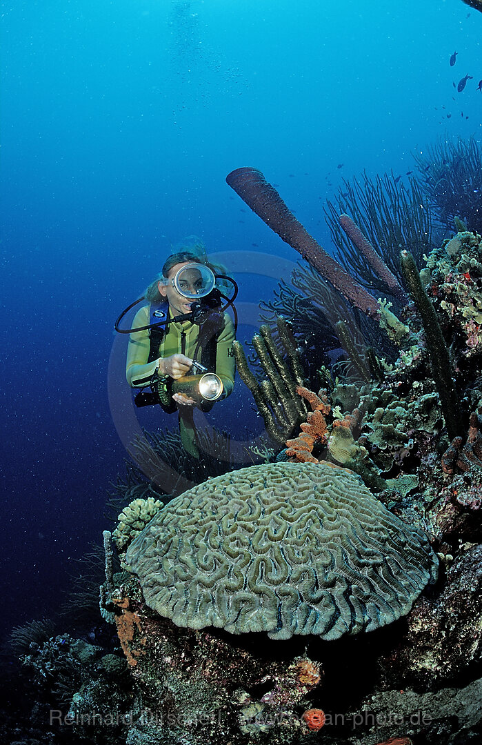 Scuba diver and coral reef
