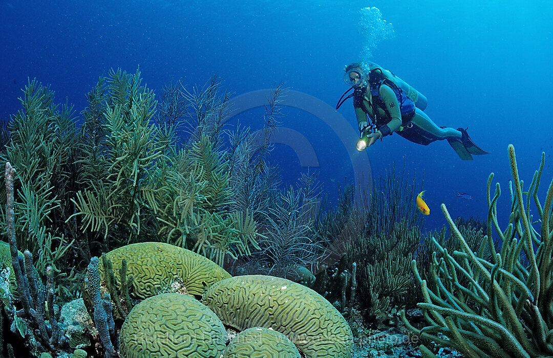 Taucher und Korallenriff, Karibik, Karibisches Meer, Niederlaendische Antillen, Bonaire