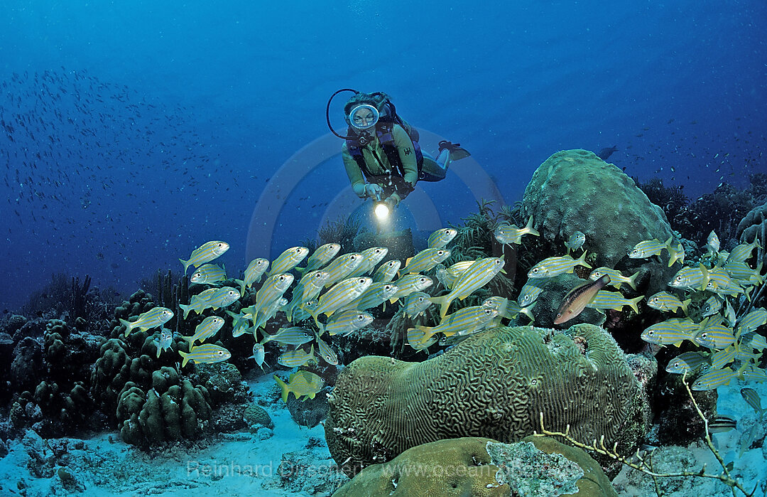 Scuba diver and Smallmouth grunt, Haemulon chrysargyreum, Caribbean Sea, Netherlands Antilles, Bonaire