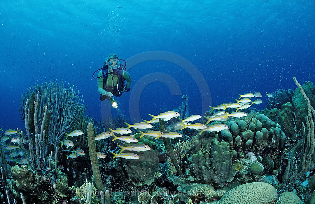 Scuba diver and Yellow Goatfishes, Mulloidichthys martinicus, Caribbean Sea, Netherlands Antilles, Bonaire