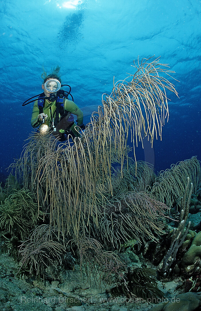 Taucher und Korallenriff, Karibik, Karibisches Meer, Niederlaendische Antillen, Bonaire