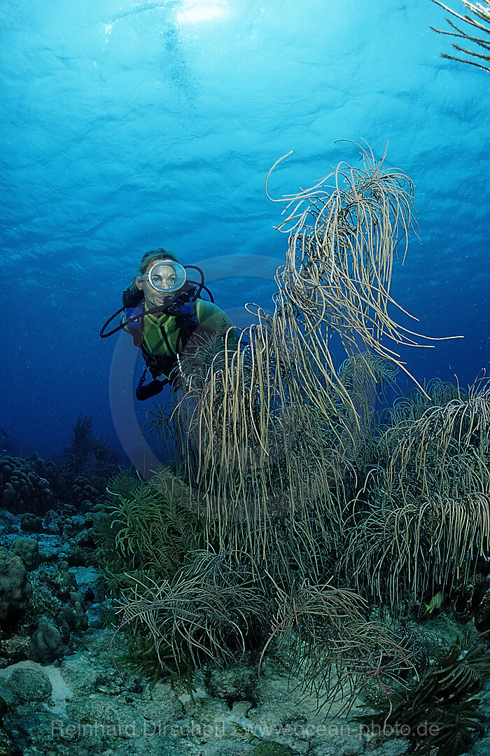 Taucher und Korallenriff, Karibik, Karibisches Meer, Niederlaendische Antillen, Bonaire