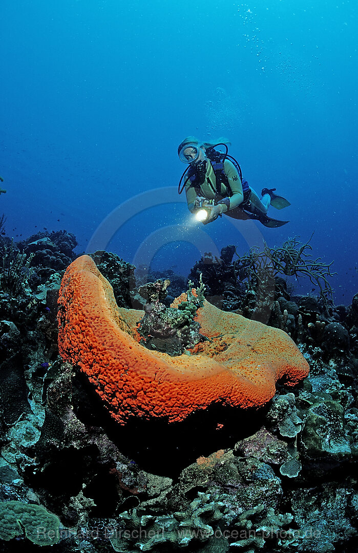 Scuba diver and Orange Elephant Ear Sponge, Agelas clathrodes, Caribbean Sea, Netherlands Antilles, Bonaire