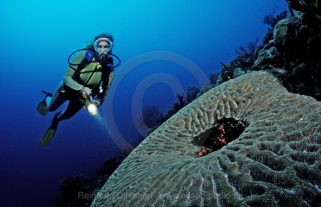 Scuba diver and coral reef
