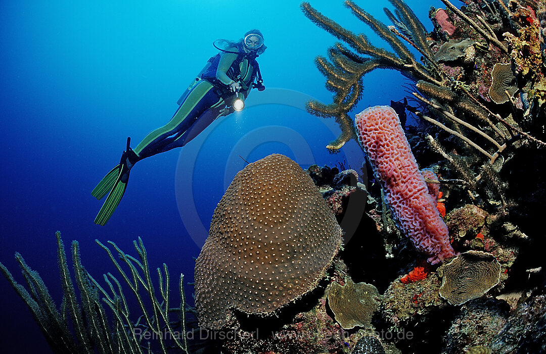 Scuba diver and coral reef