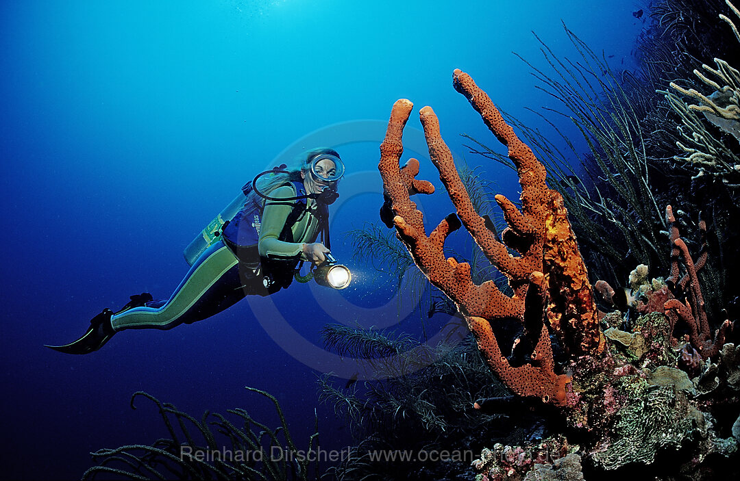 Scuba diver and coral reef
