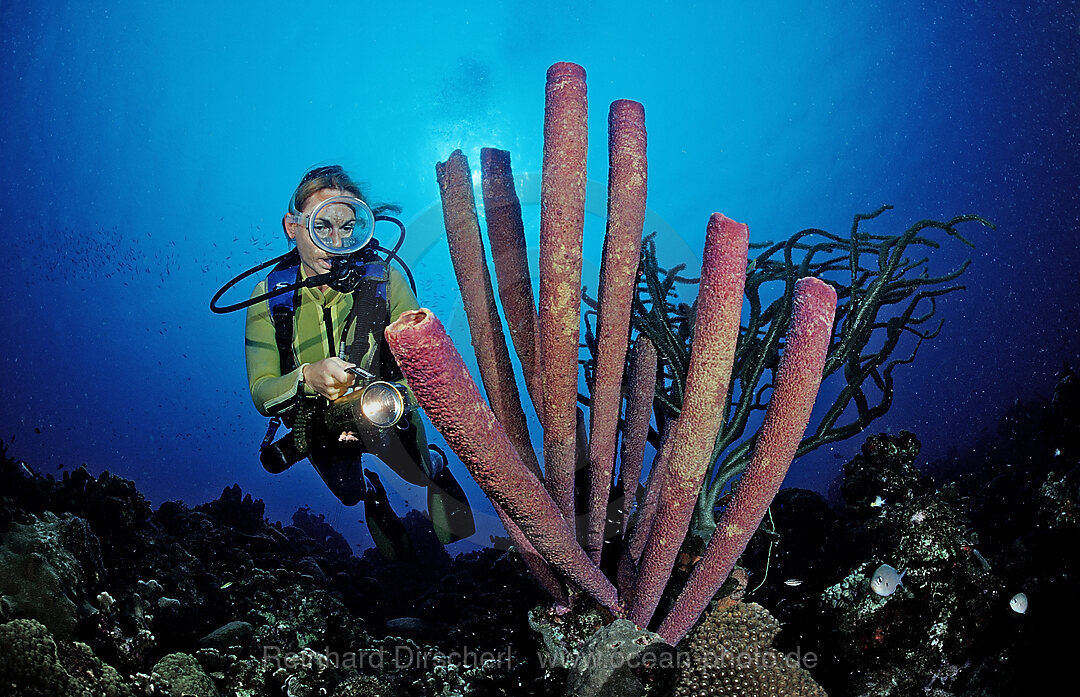 Taucher und Roehrenschwamm, Aplysina archeri, Karibik, Karibisches Meer, Dominica, Kleine Antillen