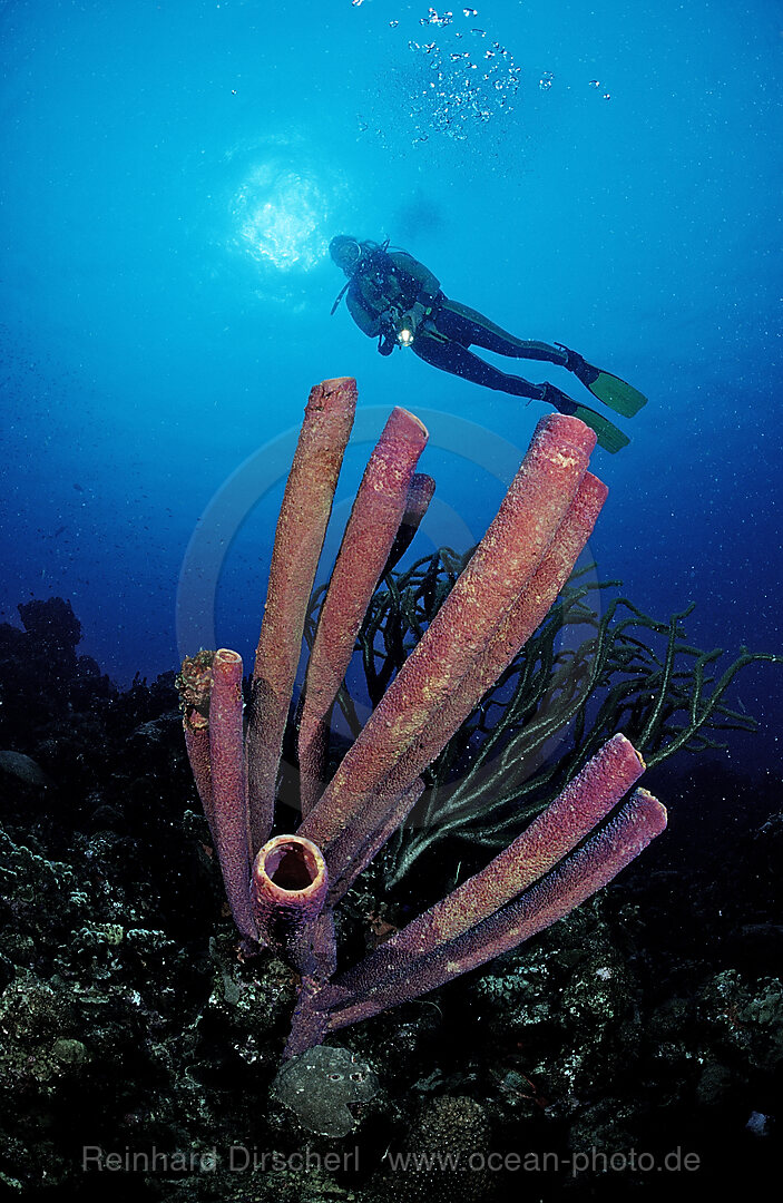 Taucher und Roehrenschwamm, Aplysina archeri, Karibik, Karibisches Meer, Niederlaendische Antillen, Bonaire