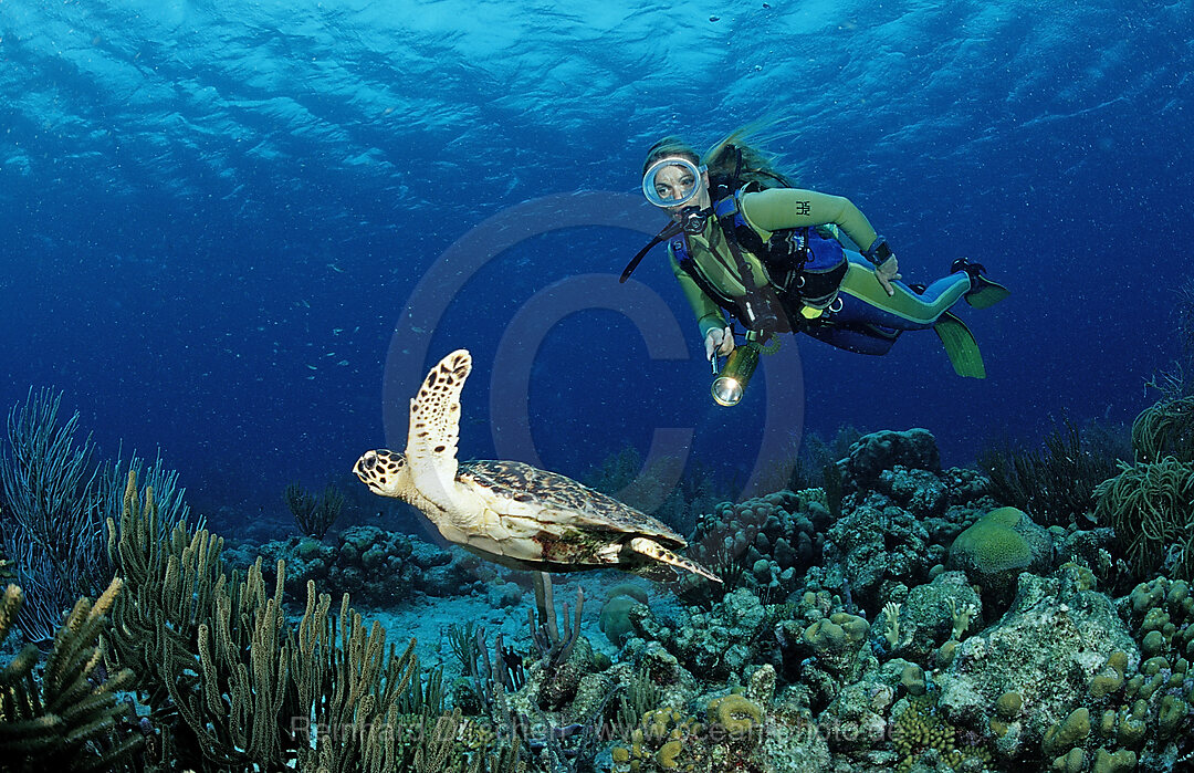 Taucher und Echte Karettschildkroete, Eretmochelys imbricata, Karibik, Karibisches Meer, Niederlaendische Antillen, Bonaire