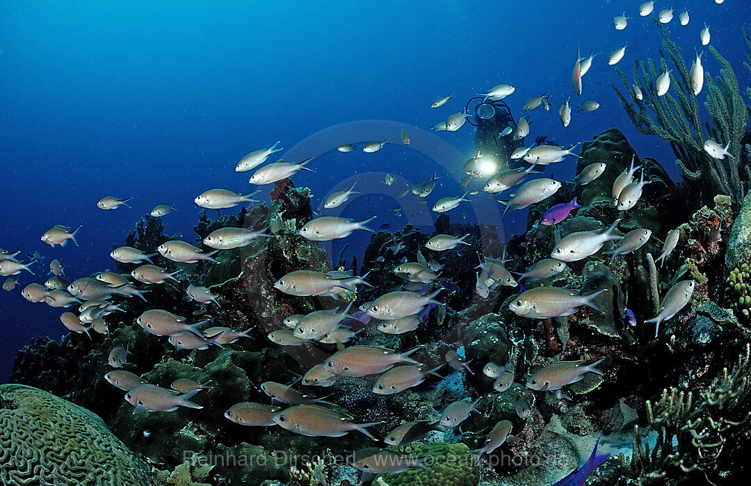 Taucher und Brauner Chromis