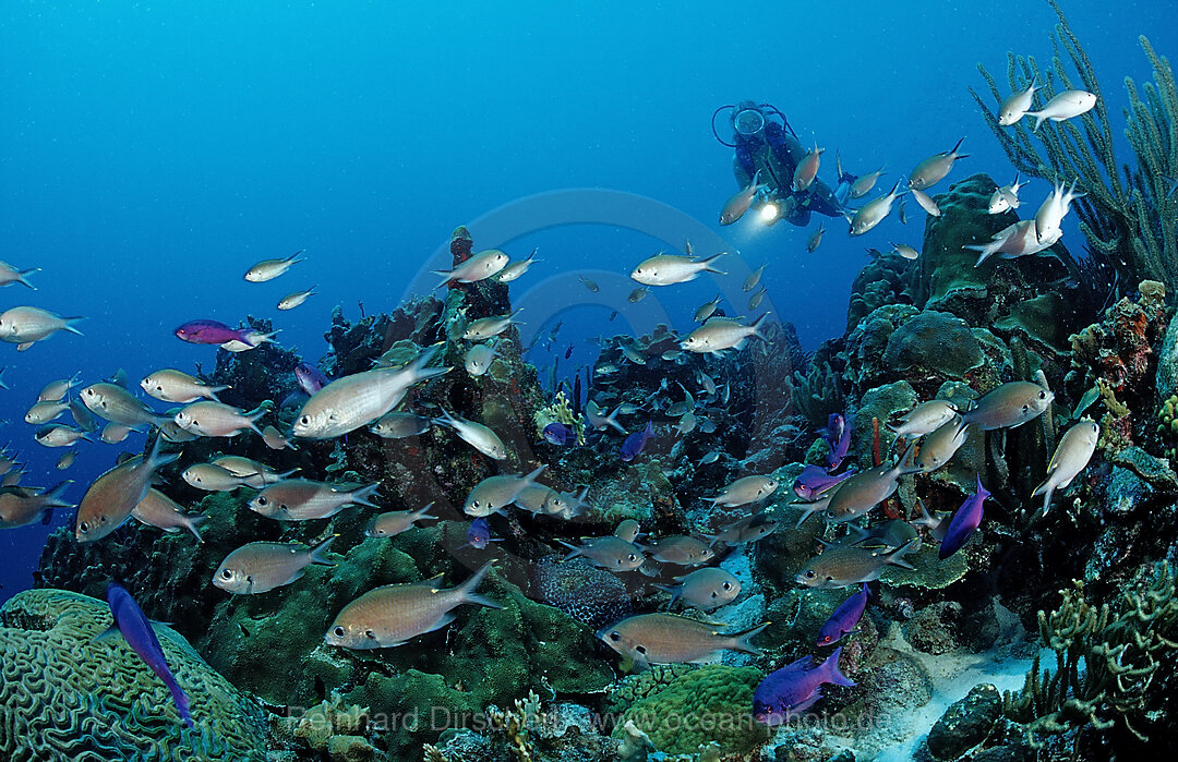 Scuba diver and Brown Chromis, Chromis multilineata, Caribbean Sea, Netherlands Antilles, Bonaire