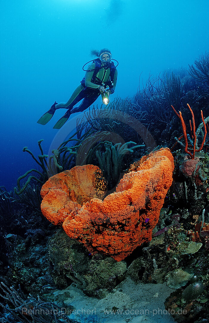 Taucher und Elefantenohrschwamm, Agelas clathrodes, Karibik, Karibisches Meer, Niederlaendische Antillen, Bonaire